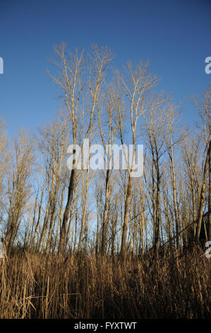 Populus balsamifera, balsamo del legno di pioppo, piantagione Foto Stock