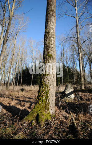 Populus balsamifera, balsamo del legno di pioppo Foto Stock