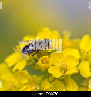 Mosca della frutta sul campo di fioritura di senape (Brassica rapa) Foto Stock