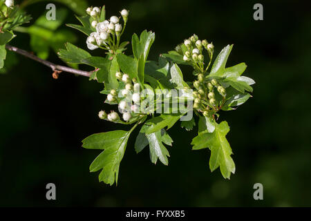 Rametto di biancospino (Crataegus monogyna), fiori e boccioli Foto Stock