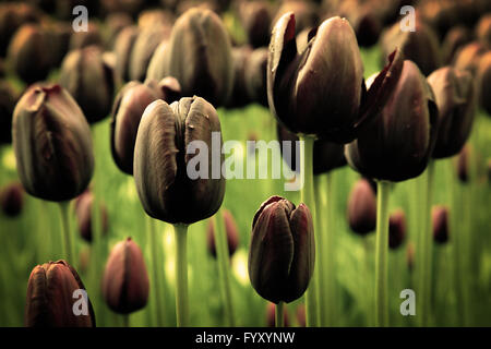 Unico black tulip fiori in erba verde Foto Stock