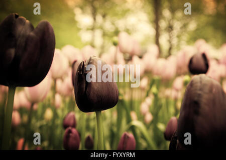 Unico black tulip fiori in erba verde Foto Stock