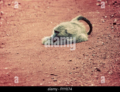 Scimmia babbuino su strada africana Foto Stock