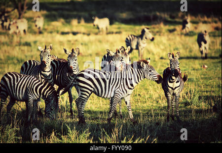 Zebre mandria sulla savana africana. Foto Stock