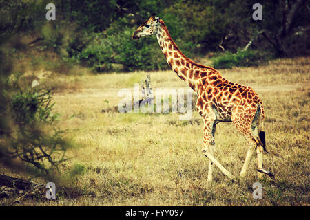 La giraffa sulla savana africana Foto Stock