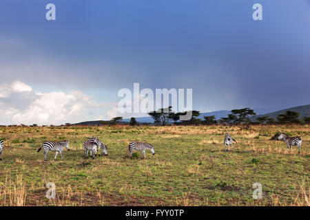 Zebre mandria sulla savana Foto Stock