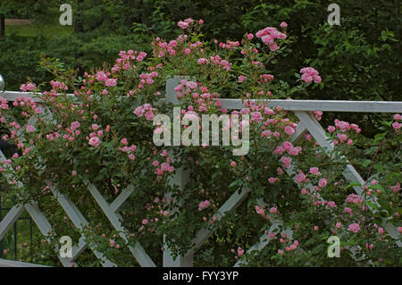 Rosa Jeanne la joie, Rosa, cimelio di famiglia rosa Foto Stock