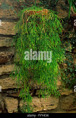 Rhipsalis . Cereuscula, riso Cactus Foto Stock