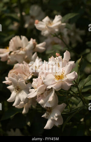 Rose,Rosa fiore ragazza, arbusto, Foto Stock