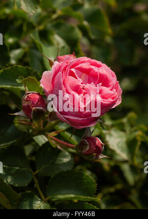 Rosa, Rosa fiore rosa CIRCUS, Kordes floribunda Foto Stock