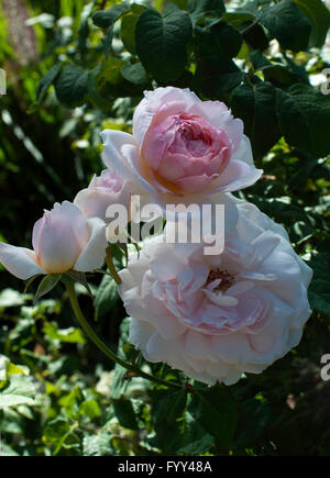 Rosa, Rosa SHARIFA Assam, ausreef, AUSTIN ROSE, rosa Foto Stock