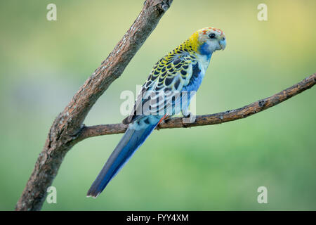 Uccello variopinto appollaiato sul ramo, Australia Foto Stock