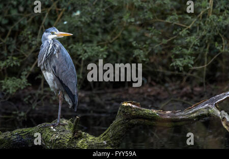 Airone cenerino in piedi uno zampe su un ramo caduto vicino a un fiume. Foto Stock