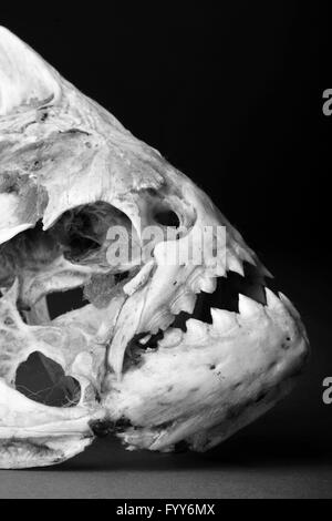 Vero e proprio scheletro piranha in bianco e nero. Foto Stock