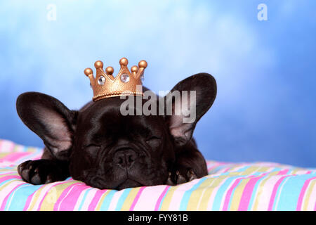 Bulldog francese. Cucciolo (12 settimane di età) dormire su una coltre multicolore, indossando una corona sulla sua testa. Studio Immagine contro uno sfondo blu. Germania Foto Stock