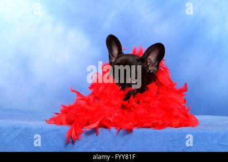 Bulldog francese. Cucciolo (12 settimane di età) in red feather boa, giacente su una coperta di blu. Studio Immagine contro uno sfondo blu. Germania Foto Stock