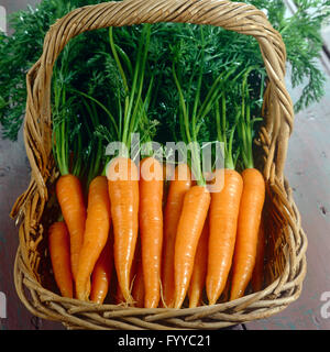 Un mazzetto di carote con piani in un cestello, all'interno. Foto Stock