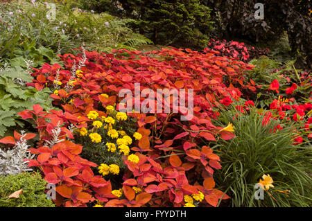 Coleus in giardino paesaggistico Foto Stock