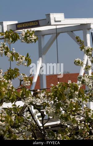 All inizio di maggio la regione denominata "Altes Land" (vecchio paese) a nord-ovest di Amburgo si trasforma in un mare di fiori su decine di migliaia di apple- e cherrytrees. Foto Stock