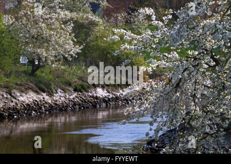 All inizio di maggio la regione denominata "Altes Land" (vecchio paese) a nord-ovest di Amburgo si trasforma in un mare di fiori su decine di migliaia di apple- e cherrytrees. Foto Stock