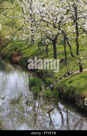 All inizio di maggio la regione denominata "Altes Land" (vecchio paese) a nord-ovest di Amburgo si trasforma in un mare di fiori su decine di migliaia di apple- e cherrytrees. Foto Stock