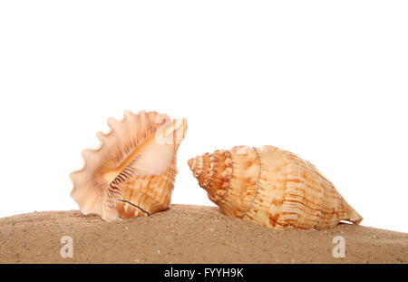 Due conchiglie sulla sabbia di esclusione di studio Foto Stock