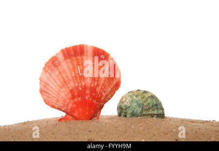 Due conchiglie sulla sabbia di esclusione di studio Foto Stock