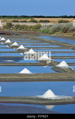 Salina per la poduction di Fleur de sel / sale di mare sull'isola Ile de Ré, Charente-Maritime, Francia Foto Stock