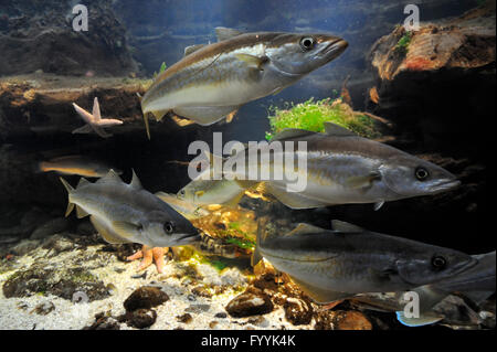 Scuola di Atlantic pollack / Europea pollock pesce (Pollachius pollachius) nuoto Foto Stock