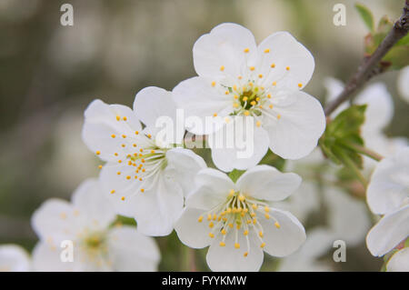 Ciliege acide fiori, spring garden tutti in fiore Foto Stock