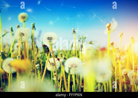 Campo primaverile con fiori Foto Stock