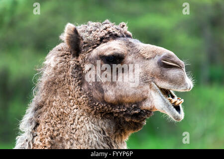 Bactrian camel ritratto. Espressione divertente Foto Stock