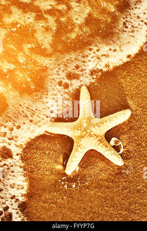 Stella di mare sulla spiaggia esotica Foto Stock