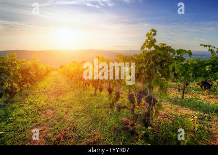 Vigneto in Toscana, uve mature al tramonto Foto Stock