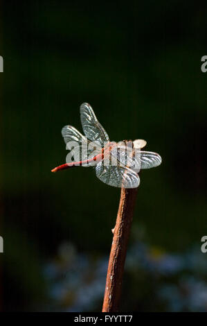 Libellula rossa rubicondo Darter , Sympetrum sanguineum Foto Stock