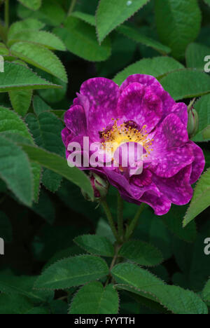 Rosa, Rosa ALAIN BLANCHARD, rosa gallica, Foto Stock
