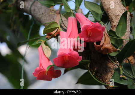 Lapageria rosea, cileno bellflower Foto Stock