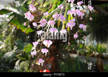 Phalaenopsis schilleriana, Moth orchid Foto Stock