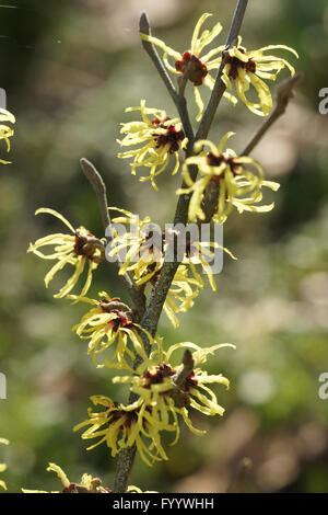 Hamamelis x intermedia, Amamelide Foto Stock