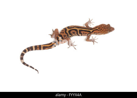 Yucatán nastrare Gecko Coleonyx elegans, adulto. America centrale. Un membro della famiglia Eublepharidae (prigioniero) Foto Stock