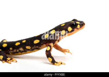 Giallo-spotted newt, Neurergus crocatus, Iran (prigioniero) Foto Stock