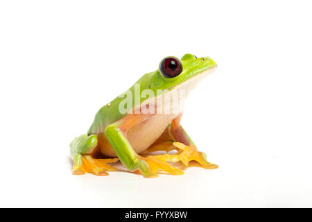 Spurrell foglia della rana Agalychnis spurrelli, Costa Rica (prigioniero) Foto Stock