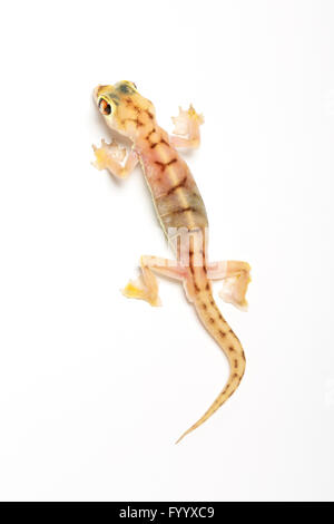 Web-footed Gecko, blocchi rangei Pachydactylus. (Ex Palmatogecko blocchi rangei). Captive (origine Namibia). Membro della Gekkonidae. Foto Stock