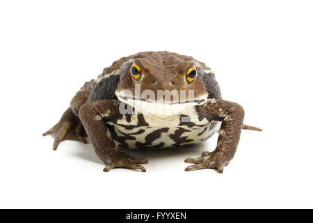 Giapponese il rospo comune, Bufo japonicus. Captive origine (Giappone). Bufonidae Foto Stock