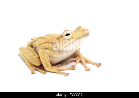 File-eared raganella, Polypedates otophilus, un membro della famiglia Rhacophoridae, SE Asia (prigioniero) Foto Stock