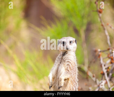 Carino meerkat, close up Foto Stock