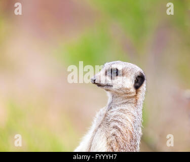 Carino meerkat, close up Foto Stock