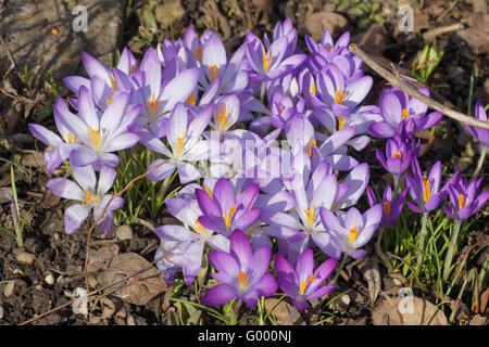 Crocus tommasinianus, Bosco crocus Foto Stock