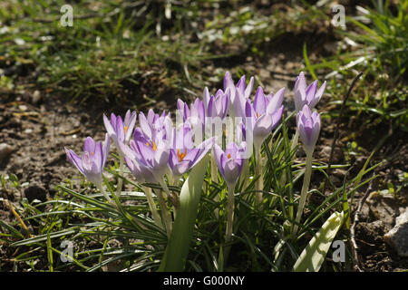 Crocus tommasinianus, Bosco crocus Foto Stock