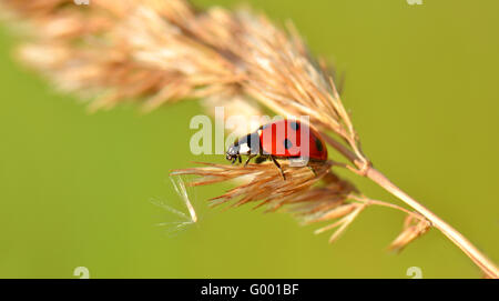 Lady bird Foto Stock